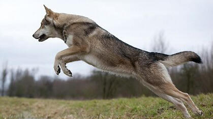 Ari Running with Rooney